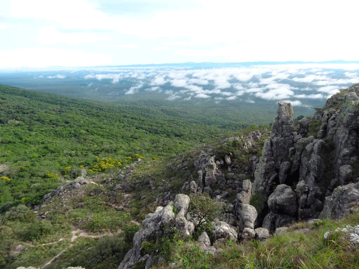 Estudiará UAEM Bosque Chiquitano de Bolivia Prensa la Noticia