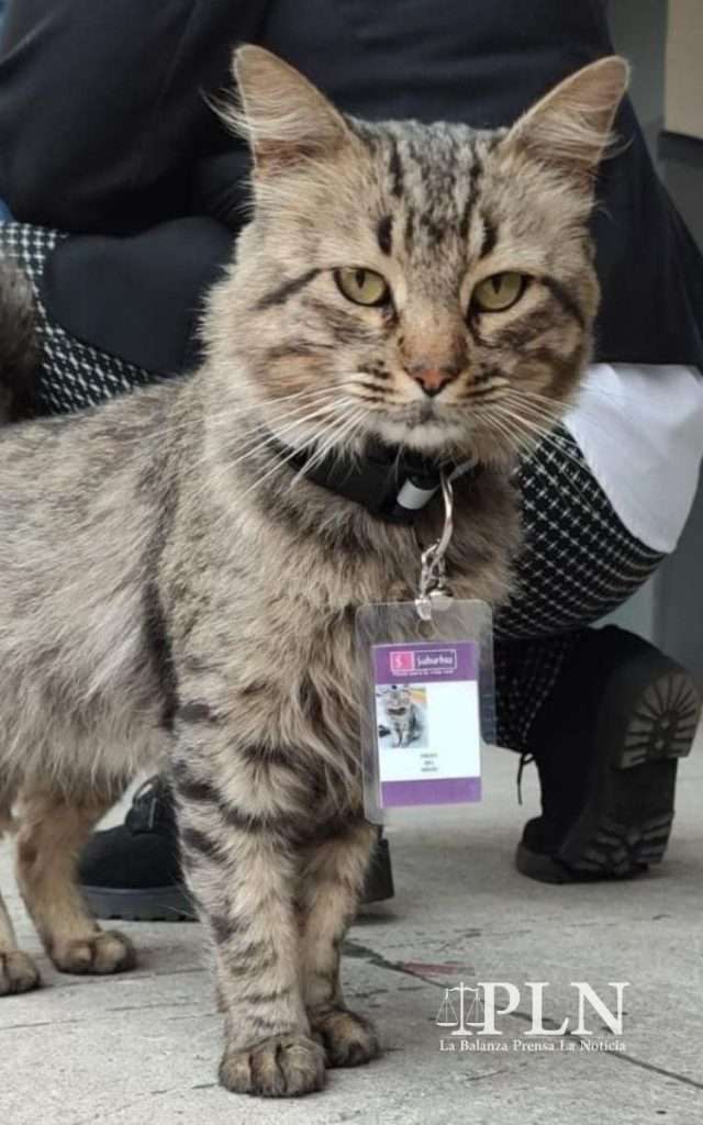 Suburbia contrata a un gato en Toluca y le llama Fredy del Mazo