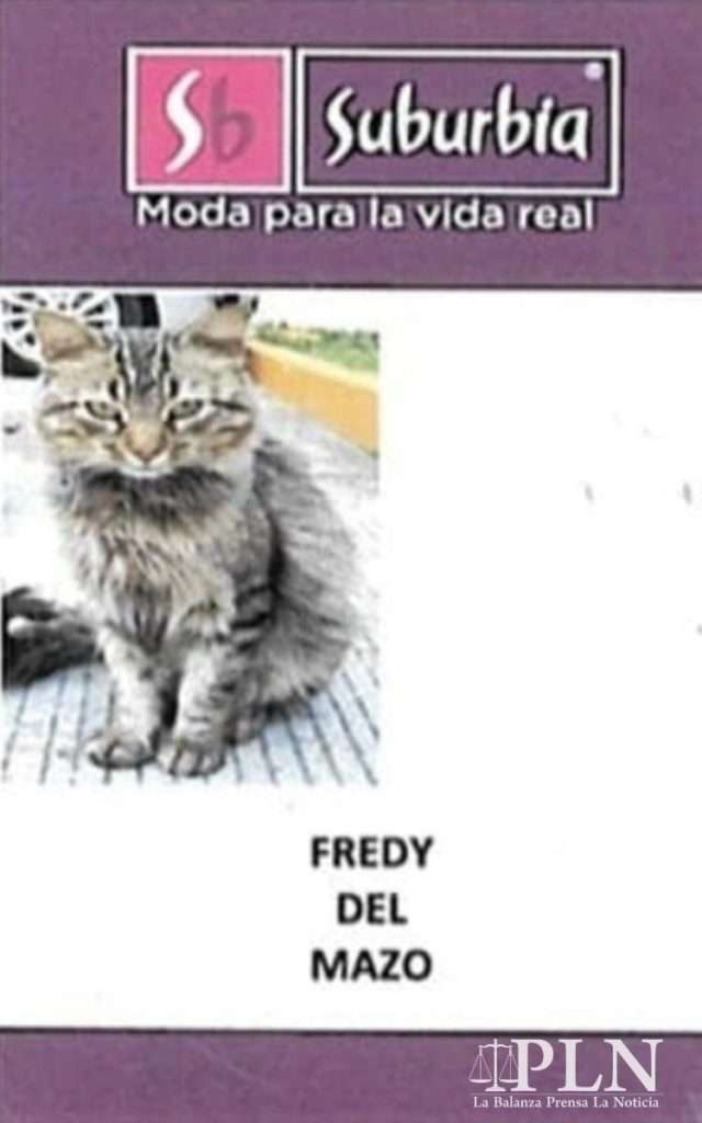 Suburbia contrata a un gato en Toluca y le llama Fredy del Mazo