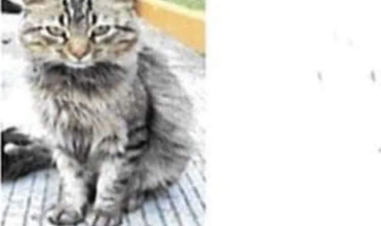 Suburbia contrata a un gato en Toluca y le llama Fredy del Mazo