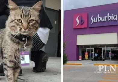 Suburbia contrata a un gato en Toluca y le llama Fredy del Mazo